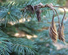 Fungal Diseases Of Spruce